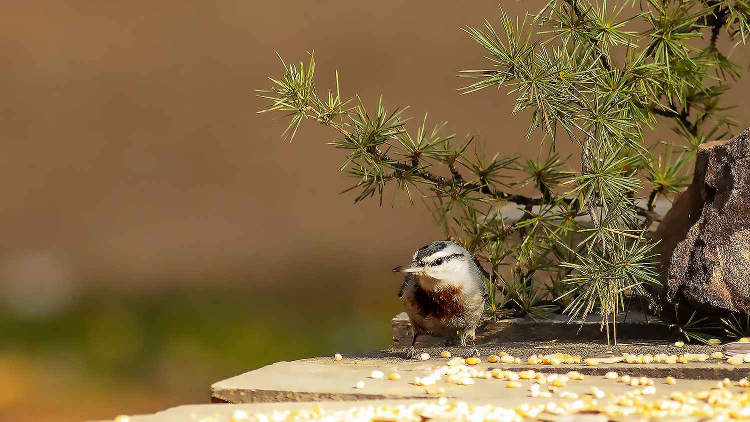 Krüper's Nuthatch